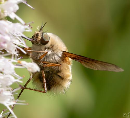 Bombylius sp.